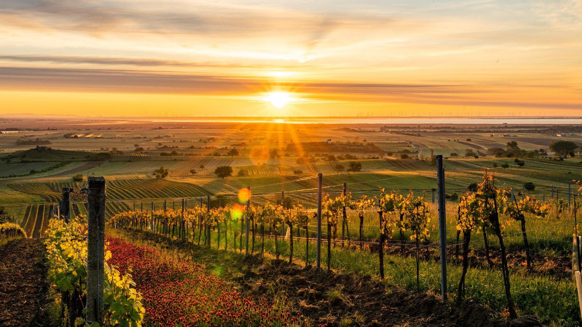 Burgenländische Landschaft  © Burgenland Tourismus_Birgit Ehrenreich